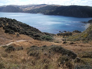 View of Makara Track looking back over Ohariu Bay.