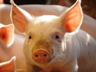 Cute pig face.