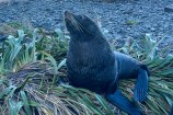 A seal lying on grass,