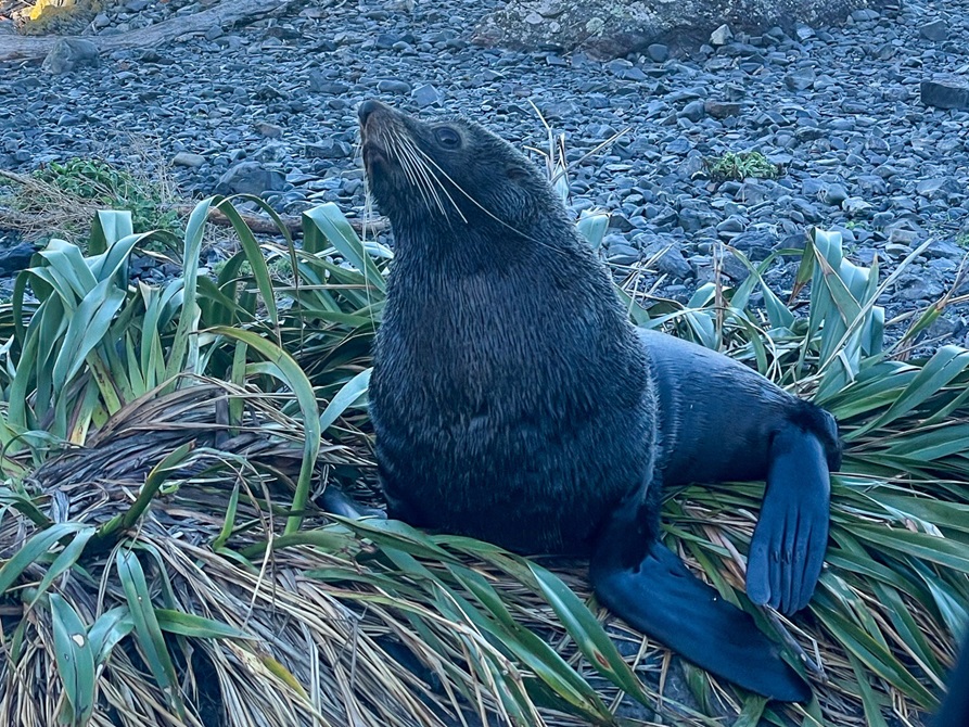 A seal lying on grass,