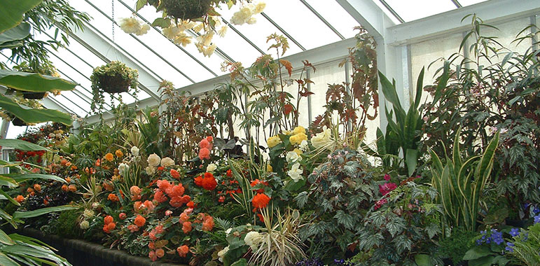 Plants in Begonia House.