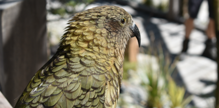 A Kea in the new avairy at Wellington Zoo.