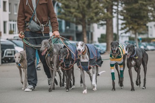 Man walking six greyhounds along Oriental Parade, Wellington.  One of the dogs is wearing a green, yellow and white striped jersey.