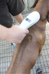 Dog being scanned with a microchip scanner.