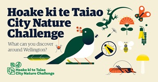 Illustration of a Kereru and various flora and fauna to advertise the City Nature Challenge.