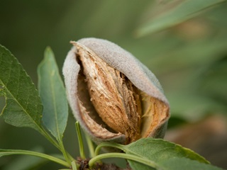An almond nut emerging from the shell.