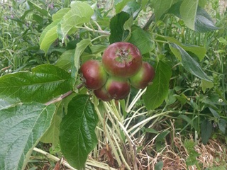 Bunch of red apples on a tree.