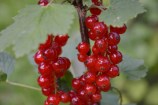 Bright red currants on the tree.