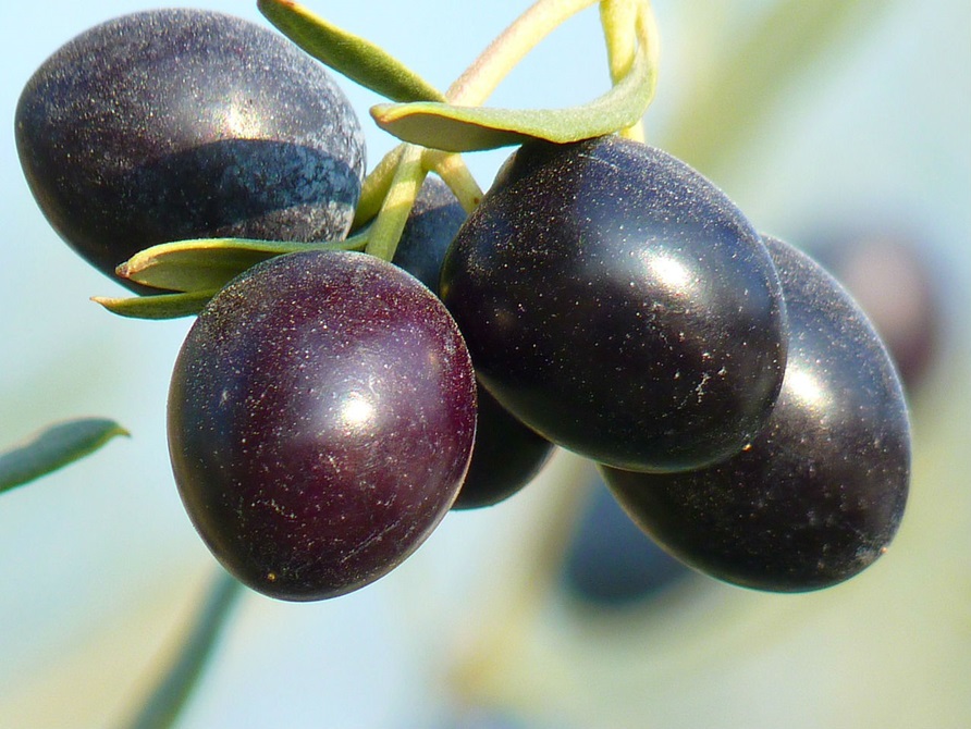 Five deep purple olives.