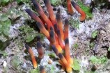 Orange and black club fungus.