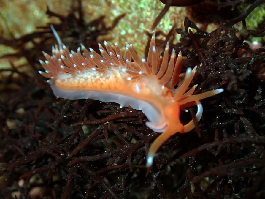 A spikey sea slug called the nudibranch Phidiana milleri.