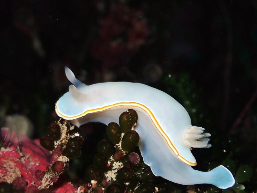 The sea slug Goniobranchus aureomarginatus.