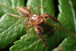 Close up of a brown jumping spider on a leaf.