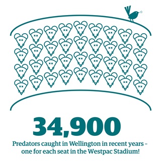 Predator Free Wellington infographic