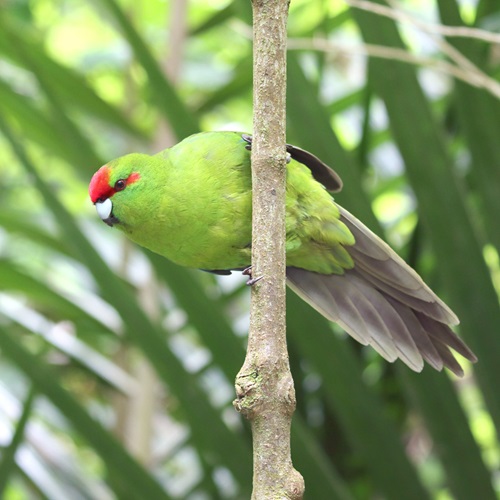 Ellen runs the kākāriki monitoring programme at Zealandia. 