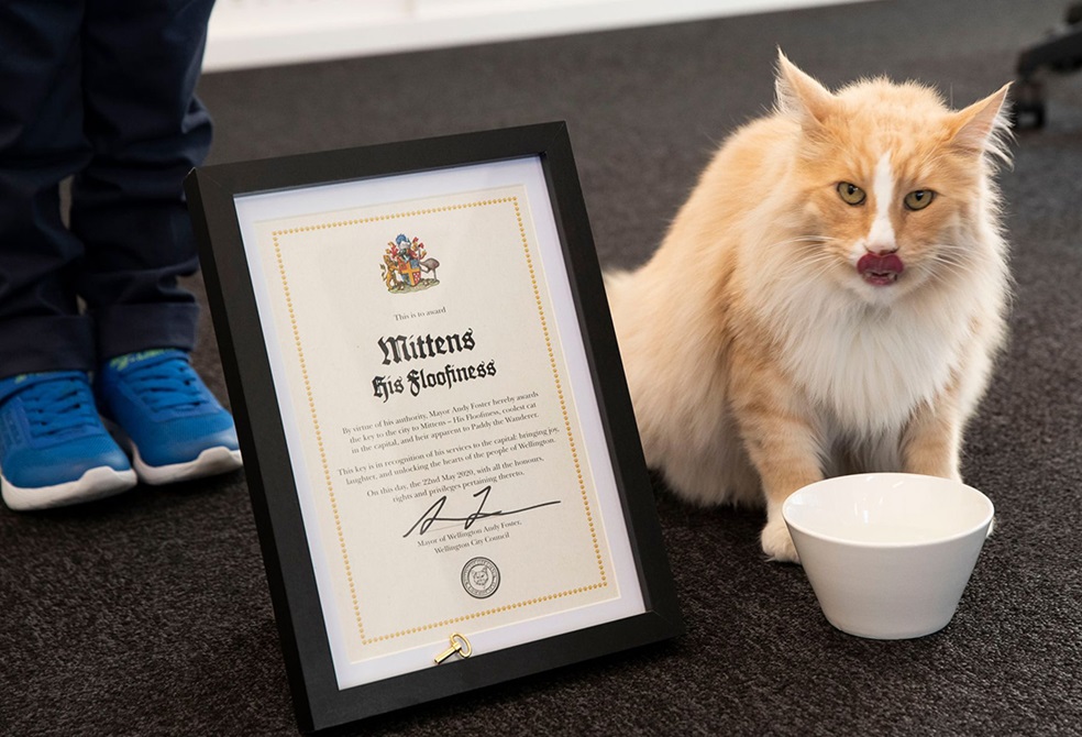 Mittens the cat drinking water from a bowl next to his Key to the City certificate.