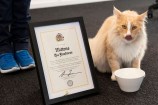 Mittens the cat drinking water from a bowl next to his Key to the City certificate.