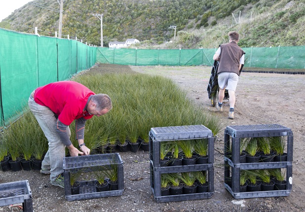 Men unloading plants to harden off at the Lyall Bay nursery before they get planted along Cobham Drive.