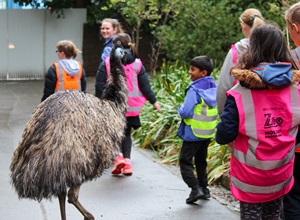 An emu walks among children at the Wellington Zoo. 