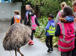 An emu walks among children at the Wellington Zoo.