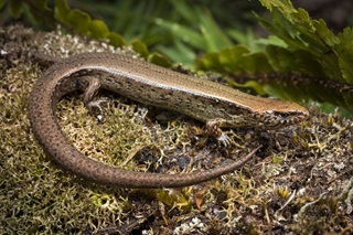 A copper skink, native to New Zealand, on a mossy branch.