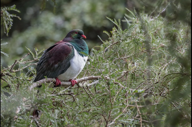 The Great Kererū Count takes flight this Friday