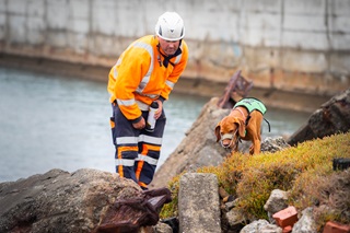 Image of Mena and her handler searching for penguins at Cobham Drive work site
