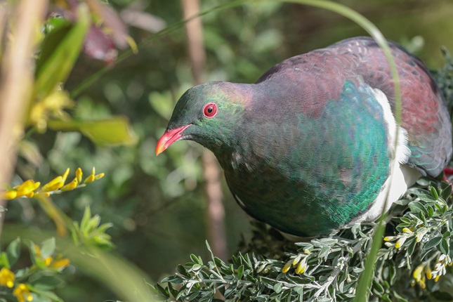 A brightly coloured kereru bird, perching on foliage with yellow flowers. 