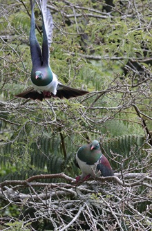 Two kereru, one sitting on the branches of a tree, while the other takes flight - its wings stretching above its head as it takes off.