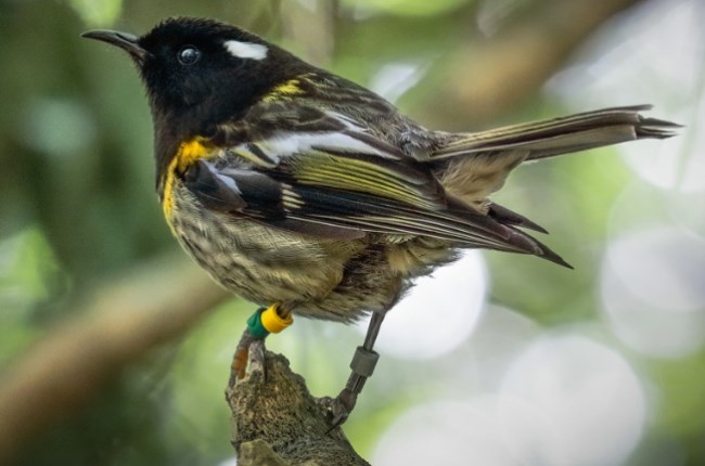 Council takes hihi under its wing for Bird of the Year 2022 