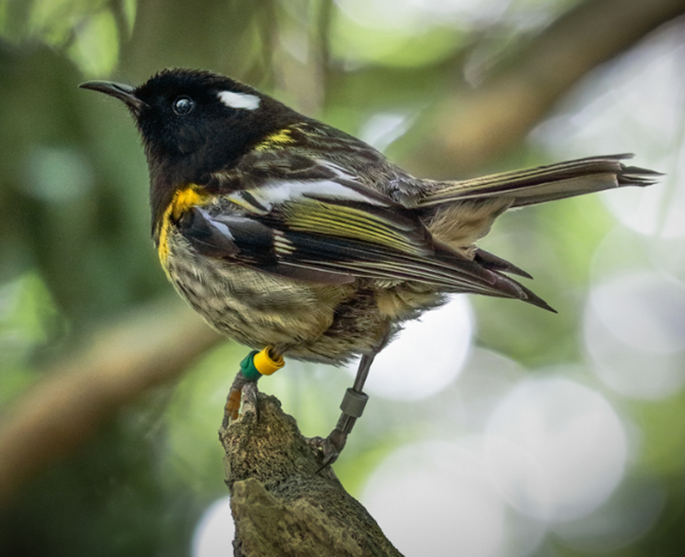 Image of hihi stitchbird as part of the Bird of the Year 2020 campaign
