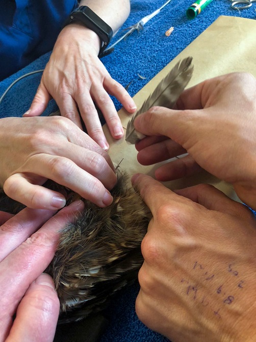 The Zoo vets carefully glued the new feathers in place. 