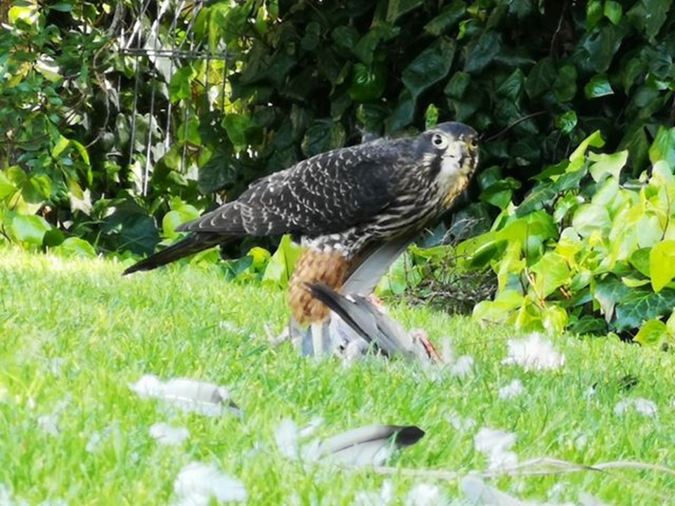 A native NZ falcon looking down the barrel of the camera, surrounded by features on grass, after eating a pigeon.