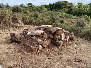 A large pile of logs which has been constructed to be a habitat for lizards, on a hillside with thick bush in background.