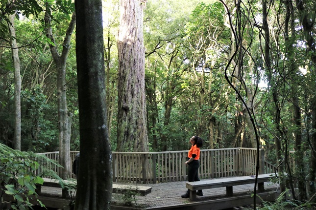 Kiri Andrews in her bright orange work top looking up at a giant tree from a viewing platform in a forest in Otari Wilton's bush.