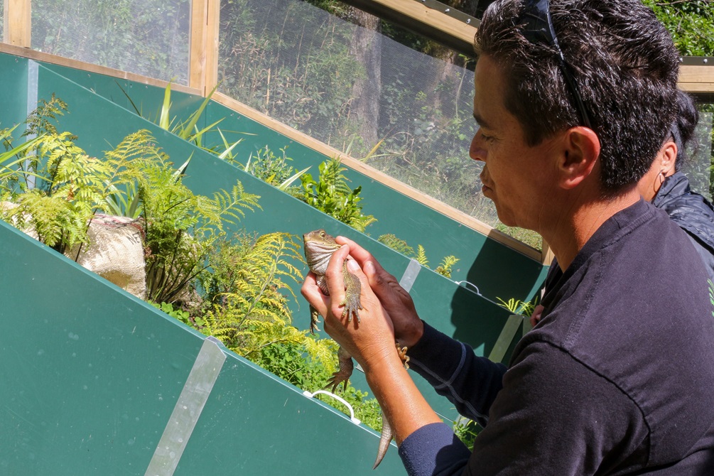 A tuatara is transferred to its new habitat.