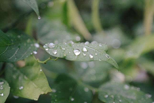 A close-up of a leaf with rain droplets on it, with the rest of the bush blurred in the background.