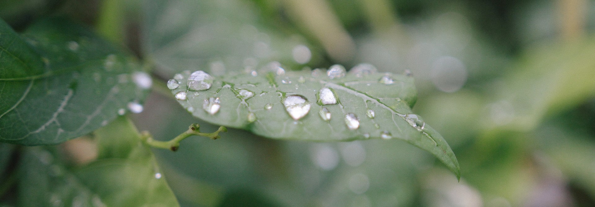 A close-up of a leaf with rain droplets on it, with the rest of the bush blurred in the background.