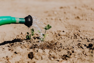 A hose trickling water onto a small plant growing through extremely dry soil.