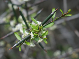 An image of a spikey spine with small white flowers, which is part of a Matagouri, a thorny shrub native to New Zealand.