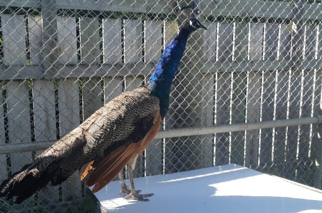 Animal shelter upgrade goes to the dogs… and a peacock