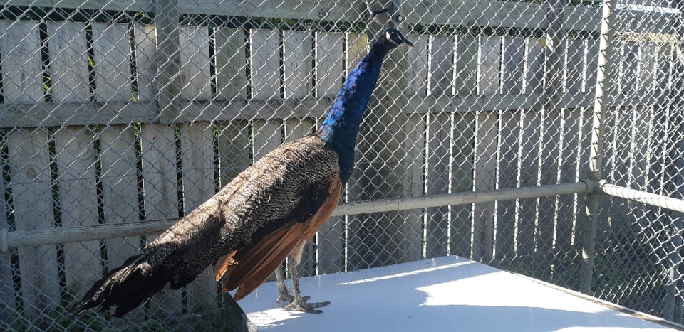 Image of rescued peacock at Moa Point animal shelter