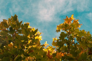 Green leaves turning to autumn yellow with a blue sky behind.