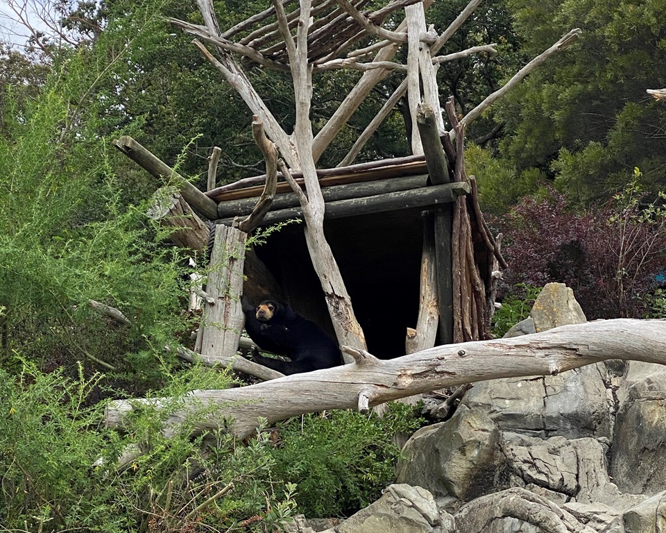 Sun bear stretching under wooden shelter on top of hill in zoo enclosure. 