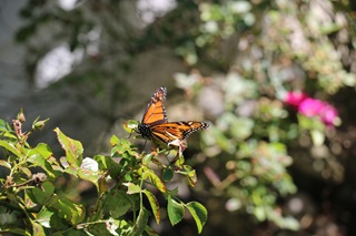 A monarch butterfly, perched on a thorny branch, with blurred  pink blooms in behind.