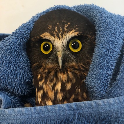 Ruru (little brown owl) wrapped in blue towel looking direct to camera with big yellow eyes.