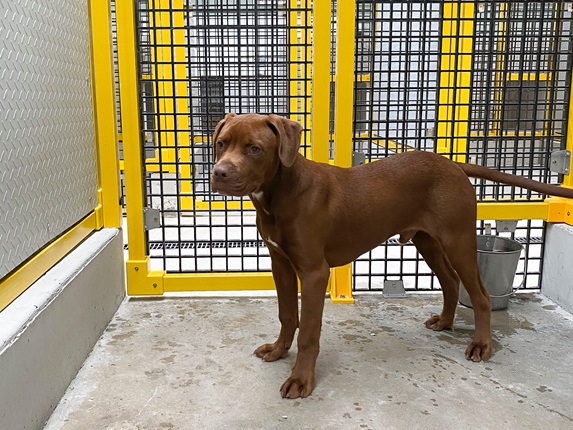 A medium-sized chocolate coloured short-haired dog standing on the concrete floor in a yellow and black-caged enclosure at the Moa Point animal shelter.
