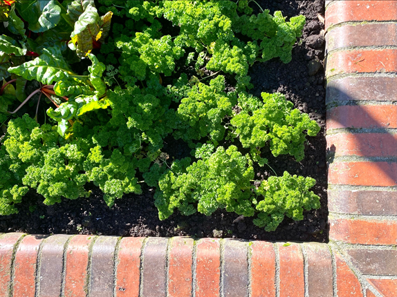 Image of silverbeet and parsley and brick at the Railway Station