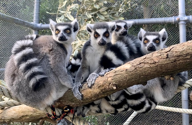 Image of ring-tailed lemurs arriving at Wellington Zoo