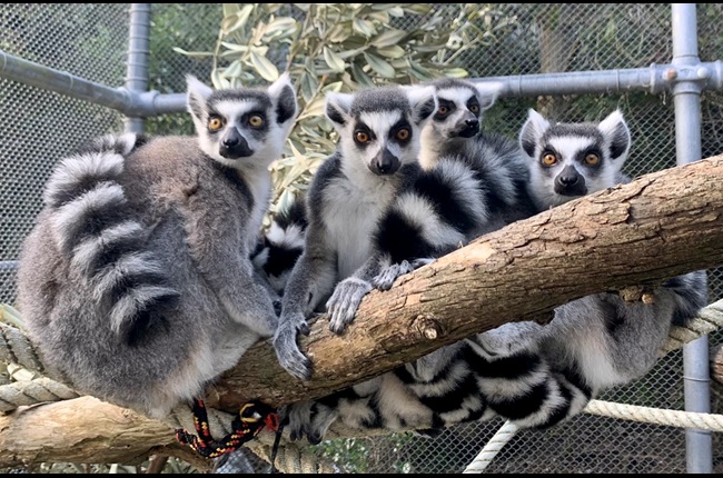 Ring-tailed Lemurs touch down at Wellington Zoo
